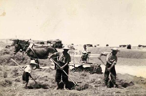 z. Labores agrícolas (18)